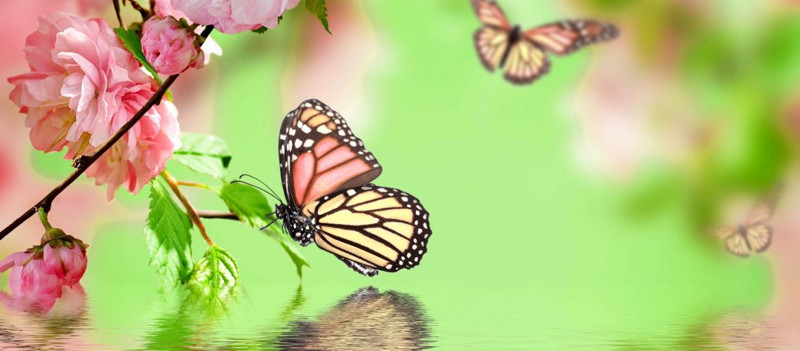 Butterfly-Wallpaper-Ch48b