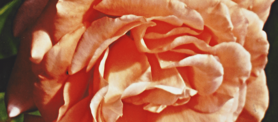 Orange rose