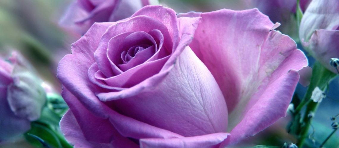 Pleasing purple roses Wallpaper